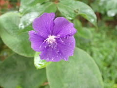 Pleroma heteromallum