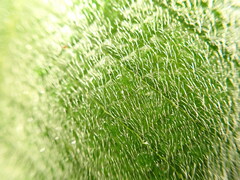 Pleroma heteromallum