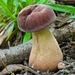 Reddish Brown Bitter Bolete - Photo (c) Fluff Berger, some rights reserved (CC BY-SA), uploaded by Fluff Berger