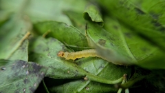 Adoxophyes privatana