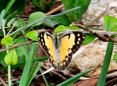 Colotis amata