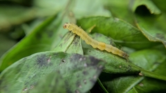 Adoxophyes privatana