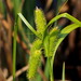 Bristly Sedge - Photo (c) Susan Elliott, some rights reserved (CC BY-NC), uploaded by Susan Elliott