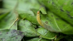 Adoxophyes privatana