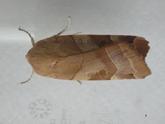 Noctua fimbriata