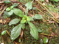 Staurogyne concinnula