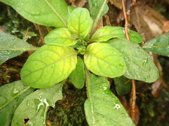 Staurogyne concinnula