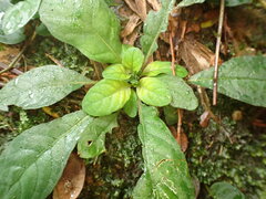 Staurogyne concinnula