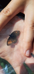 Erebia eriphyle