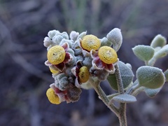 Chenopodium curvispicatum