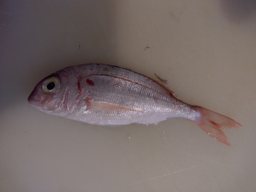 Photo of Common pandora (Pagellus erythrinus)