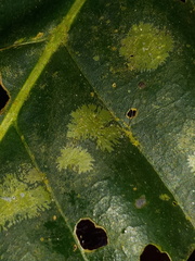 Pilocarpaceae