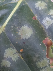 Pilocarpaceae
