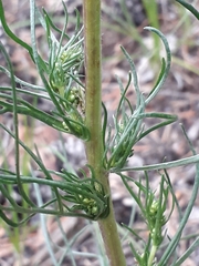 Artemisia commutata