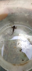 Triturus carnifex