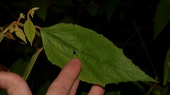 Seringia arborescens