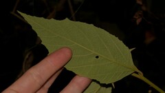 Seringia arborescens