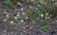 Oxytropis maydelliana