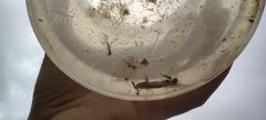 Triturus carnifex