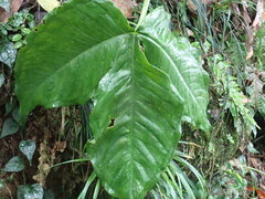 Arisaema ringens
