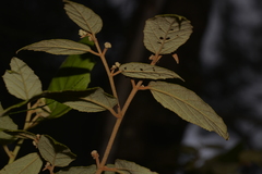 Seringia arborescens