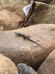 Eutropis multifasciata