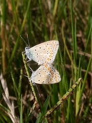 Polyommatus celina