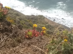 Dudleya farinosa