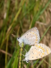 Polyommatus celina
