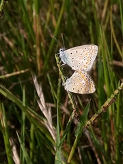 Polyommatus celina