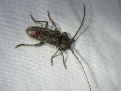 Enaphalodes cortiphagus