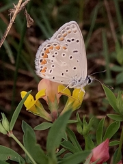 Polyommatus celina