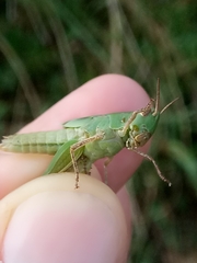 Acrididae