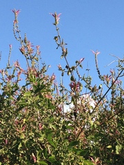 Anisotes formosissimus