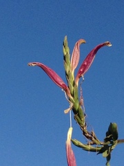 Anisotes formosissimus