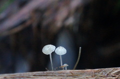 Mycena albidocapillaris