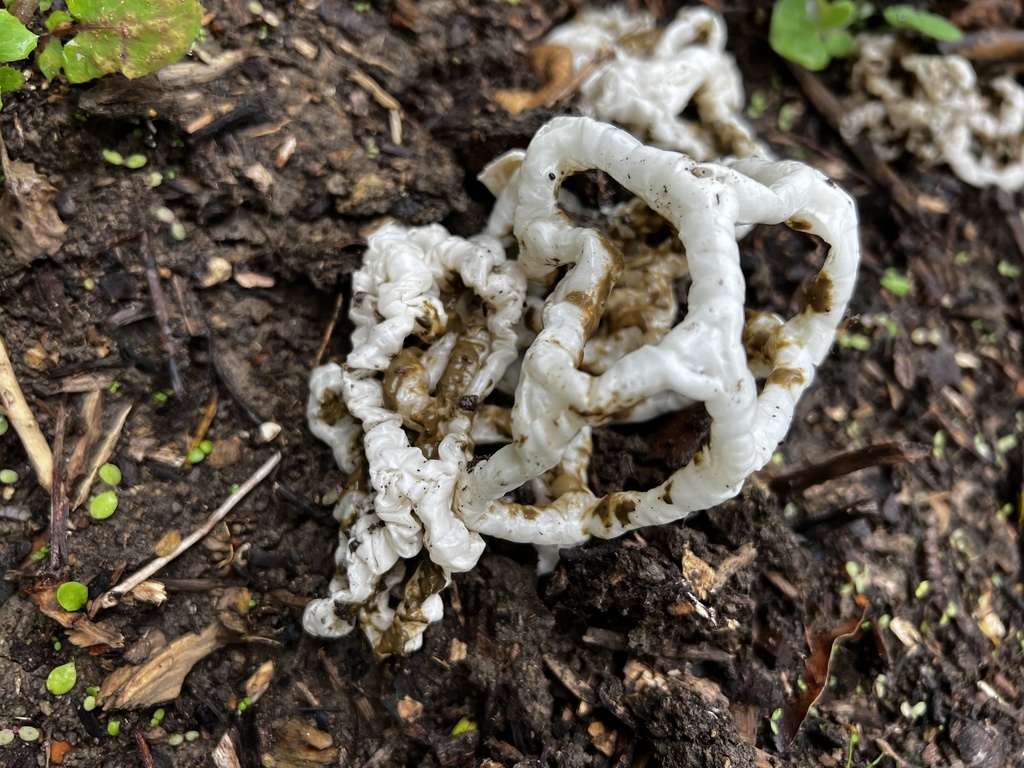 white basket fungus from Victoria University of Wellington Kelburn