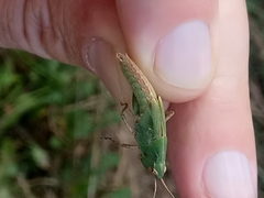 Acrididae