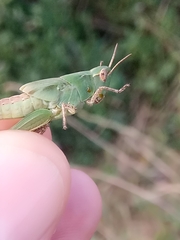 Acrididae