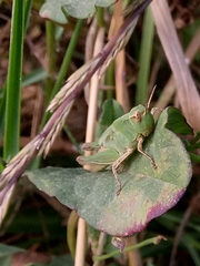Acrididae