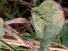 Acrididae
