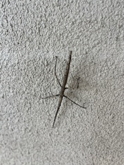 Bactrododema tiaratum