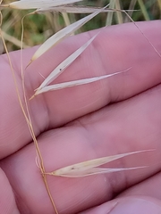 Avena