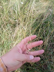 Avena