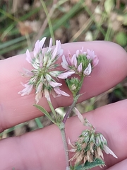 Trifolium nigrescens image