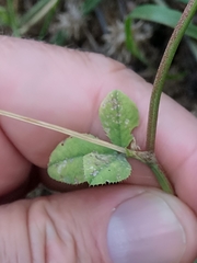 Trifolium nigrescens image