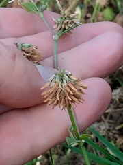 Trifolium nigrescens image