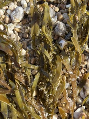 Scytothalia dorycarpa