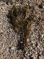 Scytothalia dorycarpa