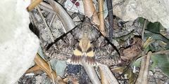 Catocala nymphagoga